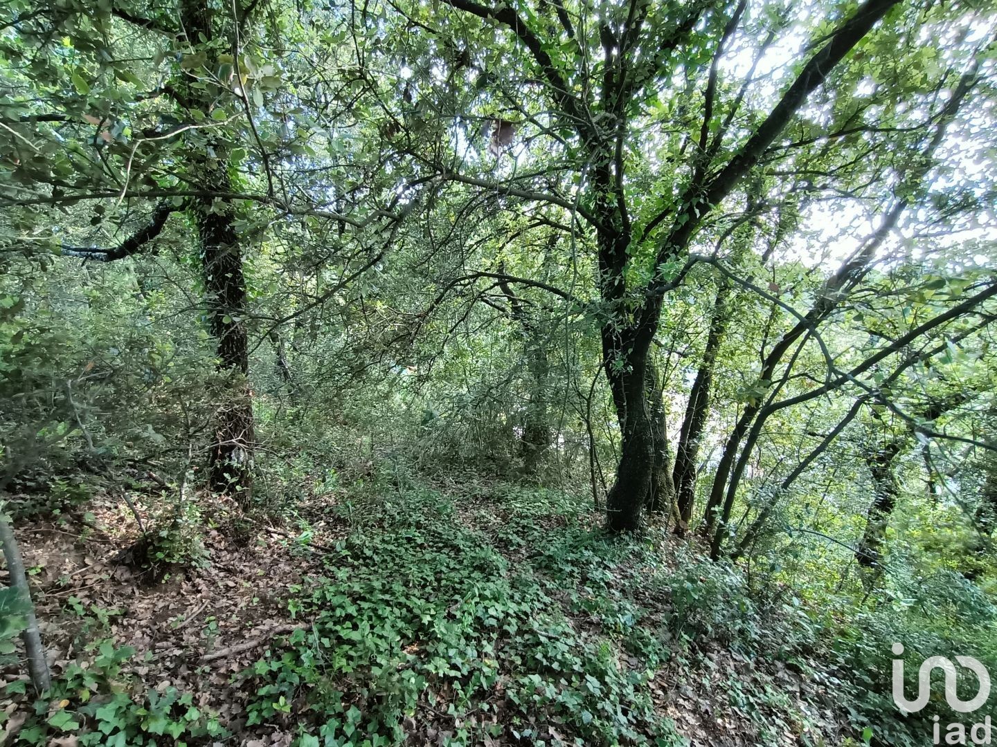Terrain CARSAN 1453 1569255