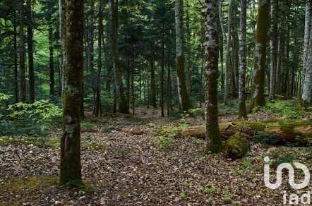 Terrain de 5 340 m² à Forges-les-Bains (91470)