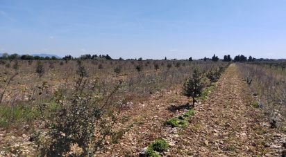 Truffière de 5 090 m² à Rochegude (26790)